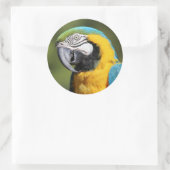 Blue and Gold Macaw Ronde Sticker (Tas)