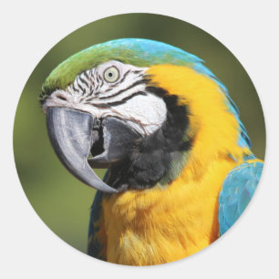Blue and Gold Macaw Ronde Sticker
