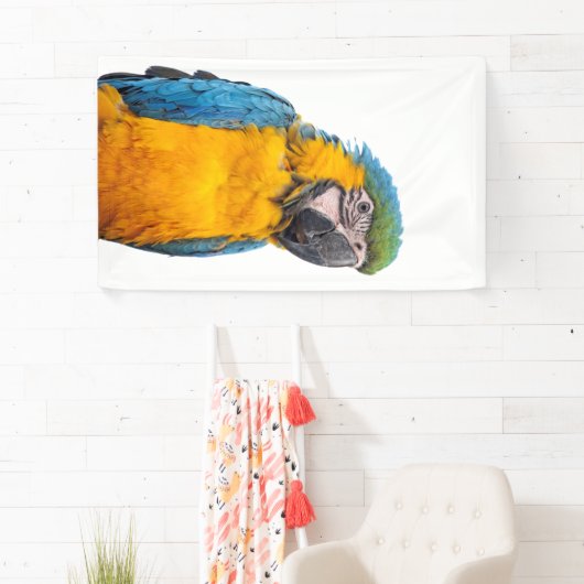 Blue and Gold Macaw Spandoek (Insitu)