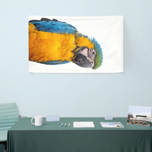 Blue and Gold Macaw Spandoek (Beurs)