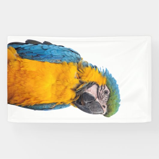 Blue and Gold Macaw Spandoek (Horizontaal)
