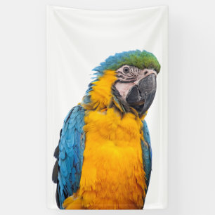 Blue and Gold Macaw Spandoek