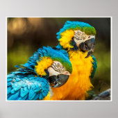 Blue and Gold Macaw Tropical Parrots Print Art (Voorkant)