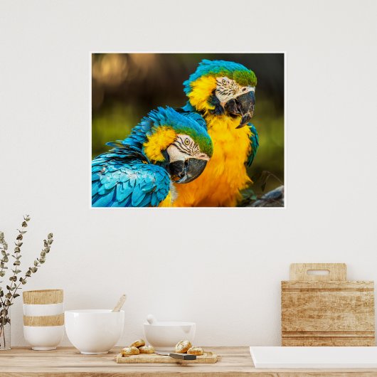 Blue and Gold Macaw Tropical Parrots Print Art (Keuken)
