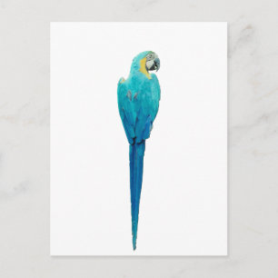 Blue and Yellow Macaw van Junglewalk.com Briefkaart