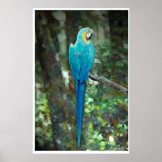 Blue-and-yellow-macaw van JungleWalk.com Poster (Voorkant)