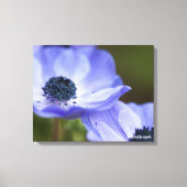Blue Anemone Canvas Afdruk (Voorkant)