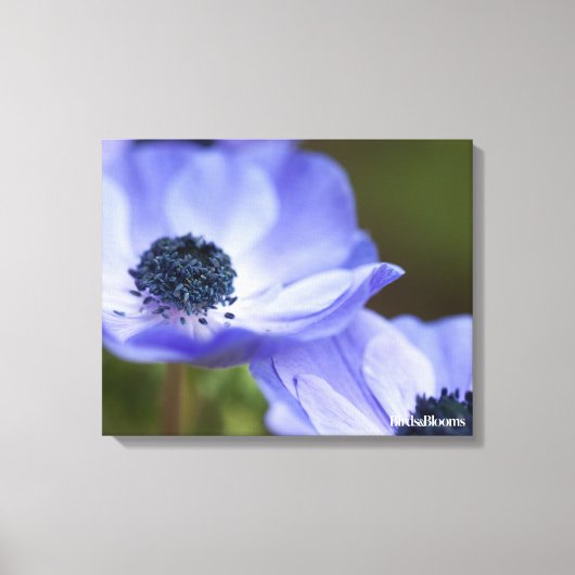 Blue Anemone Canvas Afdruk (Voorkant)
