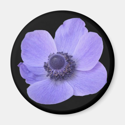 Blue Anemone Flower Magnet (Voorkant)