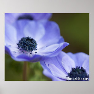 Blue Anemone Poster