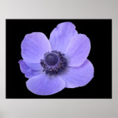 Blue Anemone Poster (Voorkant)