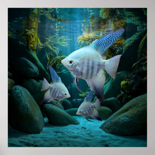 Blue Angelfish Onderwater Aquarium Fish Tank Lover Poster (Voorkant)