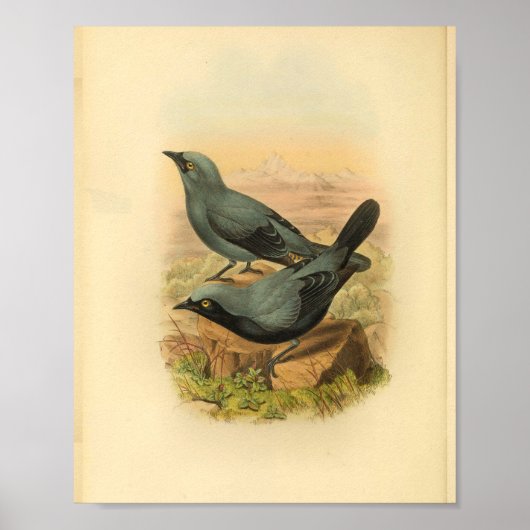 Blue Arfak Cuckoo Shrike Bird Print (Voorkant)