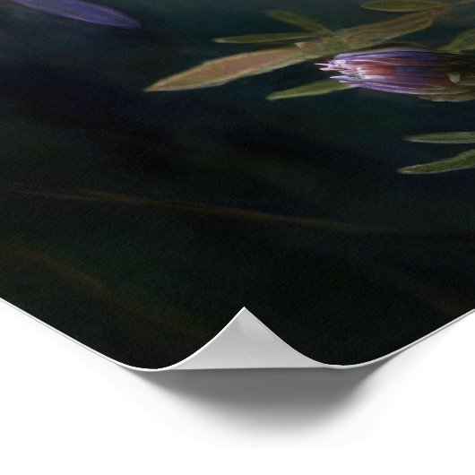 Blue Aster Flower Art Print Poster (Hoek)