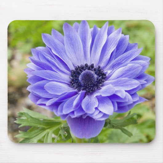 Blue Aster Flower Muismat (Voorkant)