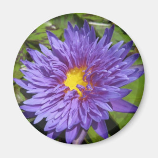 Blue Aster Magneet