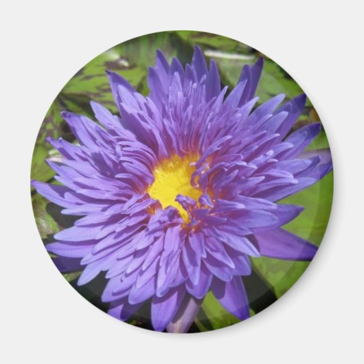 Blue Aster Magneet (Voorkant)