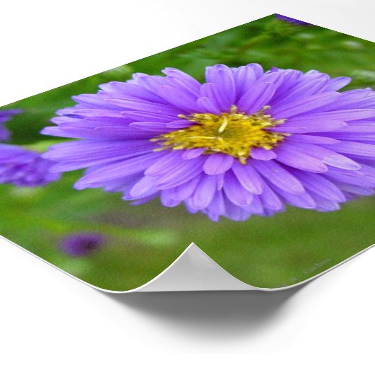 Blue Aster Poster (Hoek)