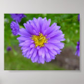 Blue Aster Poster (Voorkant)