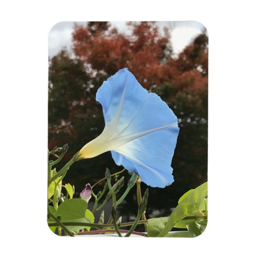 Blue Autumn Morning Glory Magneet (Verticaal)