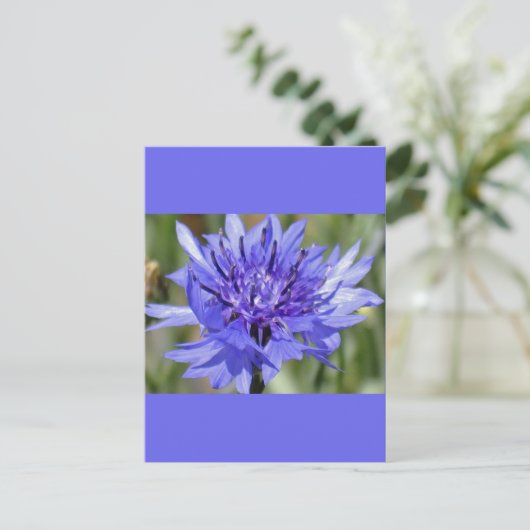 Blue Bachelor Button Flower Briefkaart (Staand voorkant)
