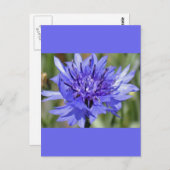 Blue Bachelor Button Flower Briefkaart (Voorkant / Achterkant)