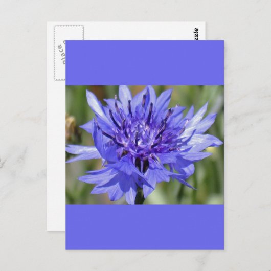 Blue Bachelor Button Flower Briefkaart (Voorkant / Achterkant)