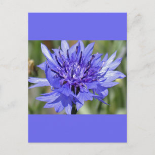 Blue Bachelor Button Flower Briefkaart