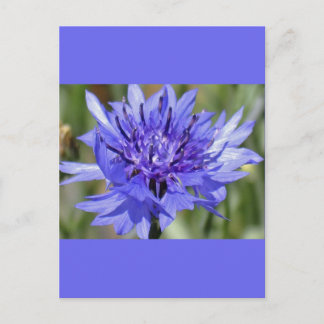Blue Bachelor Button Flower Briefkaart