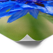 Blue Bachelor Button Poster (Hoek)