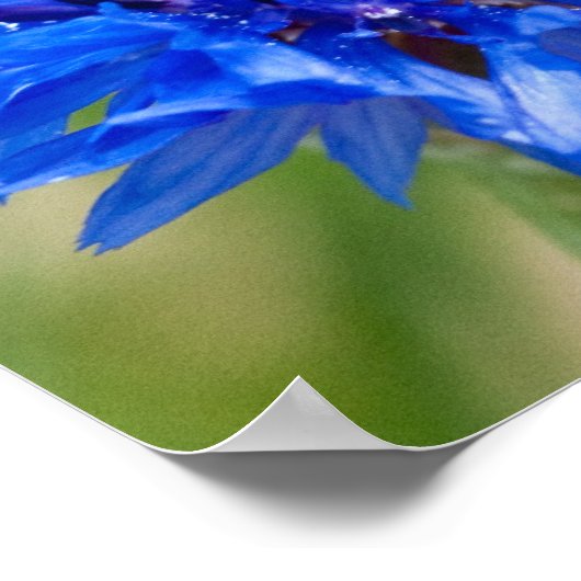 Blue Bachelor Button Poster (Hoek)