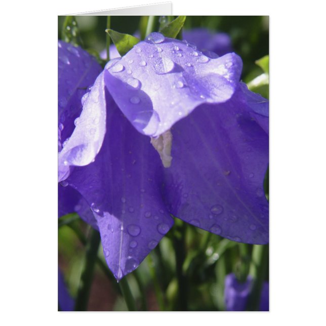 Blue Bell Card (Voorkant)