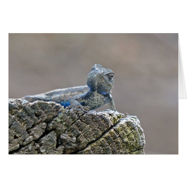 Blue Belly Alligator Lizard (Voorkant Horizontaal)