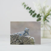 Blue Belly Alligator Lizard Briefkaart (Staand voorkant)