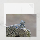 Blue Belly Alligator Lizard Briefkaart (Voorkant / Achterkant)