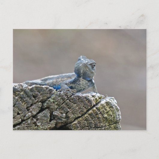 Blue Belly Alligator Lizard Briefkaart (Voorkant)