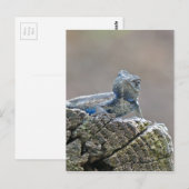 Blue Belly Alligator Lizard Briefkaart (Voorkant / Achterkant)