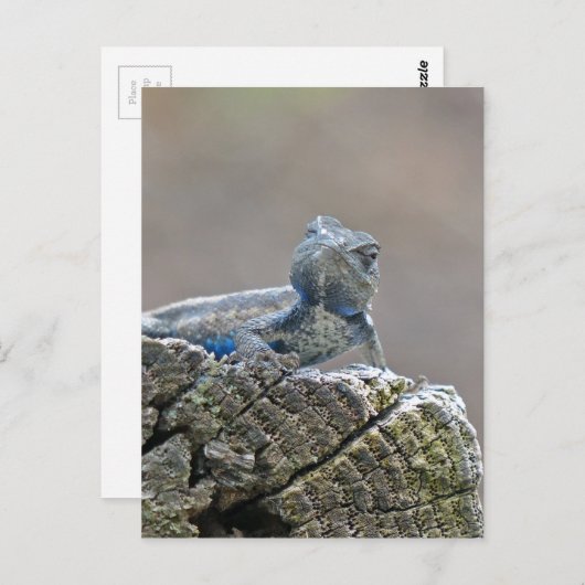 Blue Belly Alligator Lizard Briefkaart (Voorkant / Achterkant)