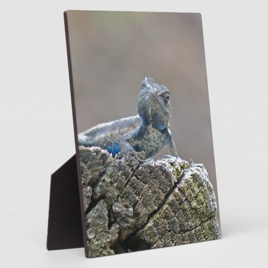 Blue Belly Alligator Lizard Fotoplaat (Zijkant)