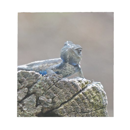 Blue Belly Alligator Lizard Notitieblok (Voorkant)