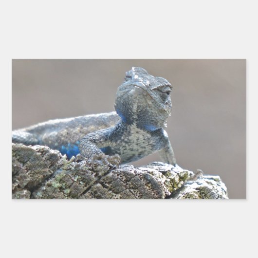 Blue Belly Alligator Lizard Rechthoekige Sticker (Voorkant)