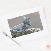 Blue Belly Alligator Lizard Rechthoekige Sticker (Envelop)