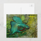 Blue Betta fish Briefkaart (Voorkant / Achterkant)