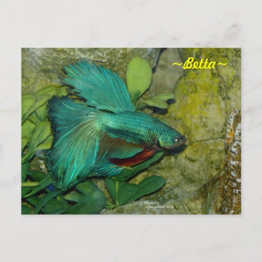 Blue Betta fish Briefkaart (Voorkant)