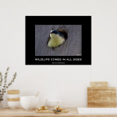 Blue Bird Avian Wildlife Foto Poster (Keuken)