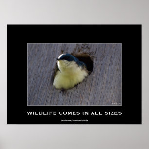 Blue Bird Avian Wildlife Foto Poster