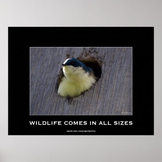 Blue Bird Avian Wildlife Foto Poster (Voorkant)