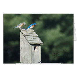 Blue Bird House, Kaart