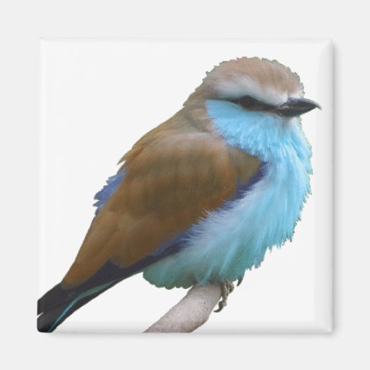 BLUE BIRD MAGNEET (Voorkant)