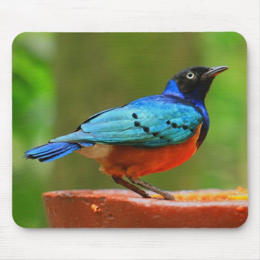 Blue Bird Mousepad Muismat (Voorkant)